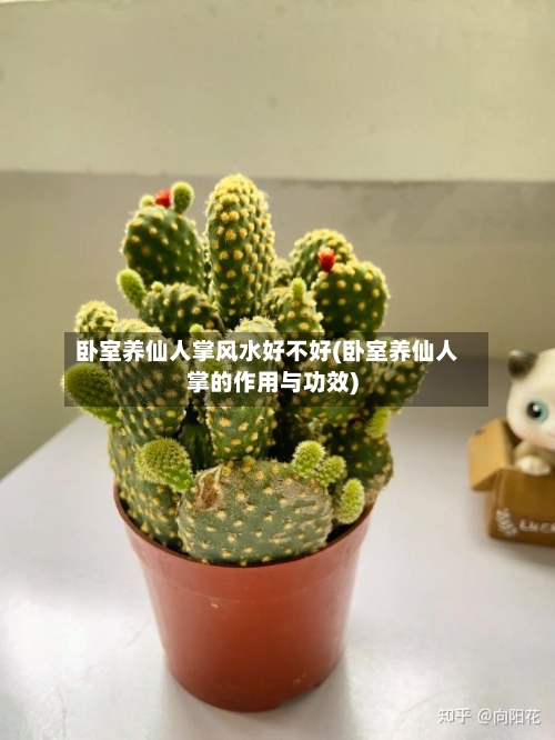 卧室养仙人掌风水好不好(卧室养仙人掌的作用与功效)