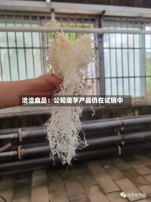 洽洽食品：公司魔芋产品仍在试销中-第2张图片
