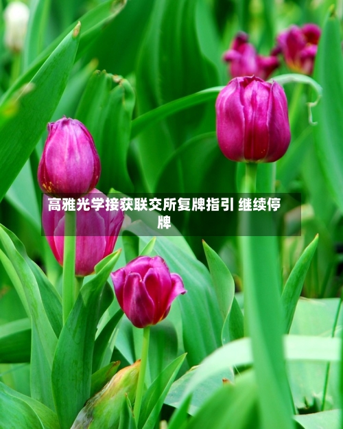高雅光学接获联交所复牌指引 继续停牌-第2张图片